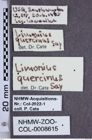 Etiketten zu Limonius quercinus (NHMW-ZOO-COL-0008615)